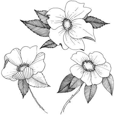 Yabani gül izole bir vektör tarzı.