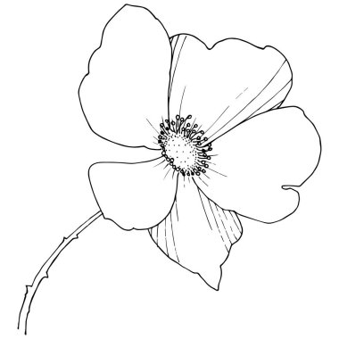 Yabani gül izole bir vektör tarzı.