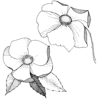 Yabani gül izole bir vektör tarzı.