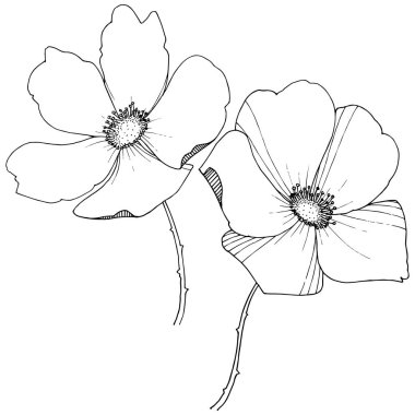 Yabani gül izole bir vektör tarzı.