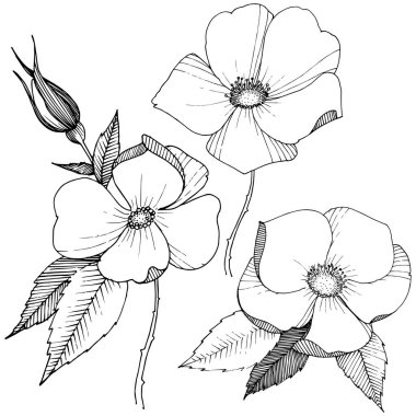 Yabani gül izole bir vektör tarzı.