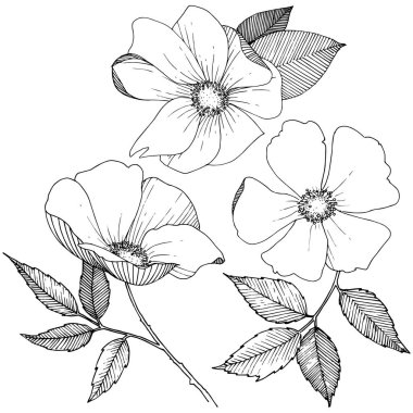 Yabani gül izole bir vektör tarzı.