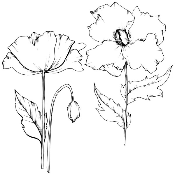 Amapola Silvestre Estilo Vectorial Aislado Nombre Completo Planta Amapola Flor — Vector de stock