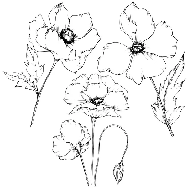 Pavot Des Fleurs Sauvages Dans Style Vectoriel Isolé Nom Complet — Image vectorielle