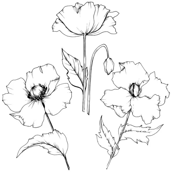 Amapola Silvestre Estilo Vectorial Aislado Nombre Completo Planta Amapola Flor — Archivo Imágenes Vectoriales