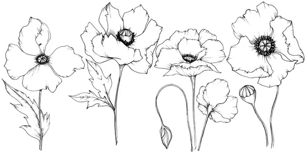 Amapola Silvestre Estilo Vectorial Aislado Nombre Completo Planta Amapola Flor — Vector de stock