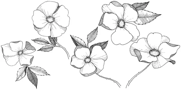 Rosa Silvestre Estilo Vectorial Aislado Nombre Completo Planta Rosa Flor — Archivo Imágenes Vectoriales
