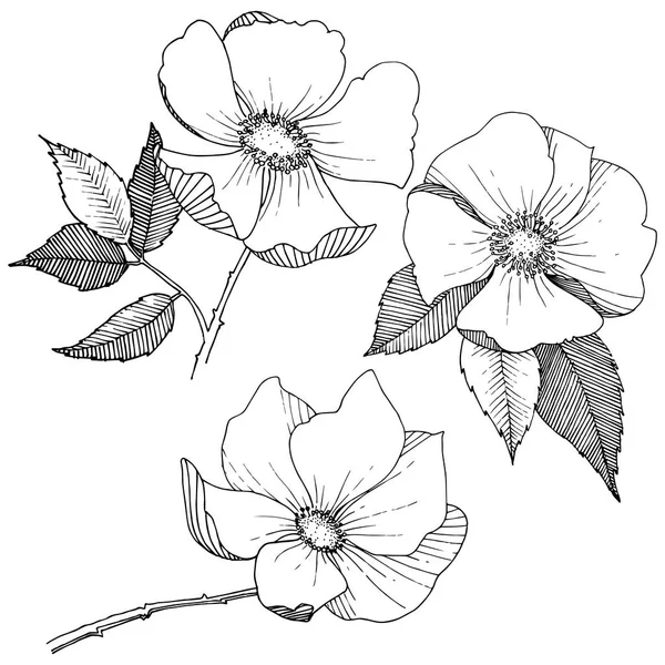 Wild rose in a vector style isolated.