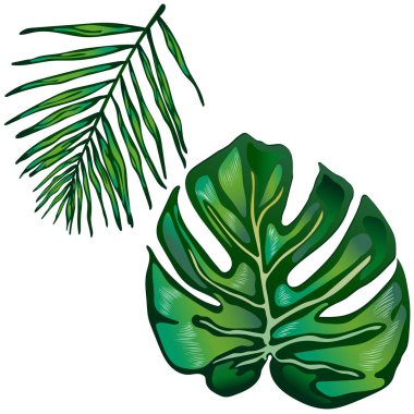Tropikal yeşil izole bir vektör tarzda bırakır. Arka plan, doku, sarıcı desen, çerçeve veya sınır vektör yaprak.
