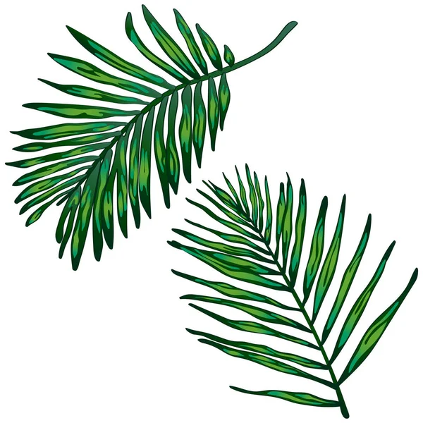 Feuilles Vertes Tropicales Dans Style Vectoriel Isolé Feuille Vectorielle Pour — Image vectorielle