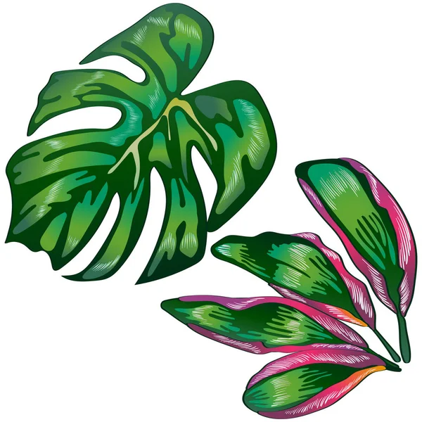 熱帯の緑の葉分離ベクトル スタイルで テクスチャ ラッパー パターン フレームや境界線のベクトルの葉 — ストックベクタ