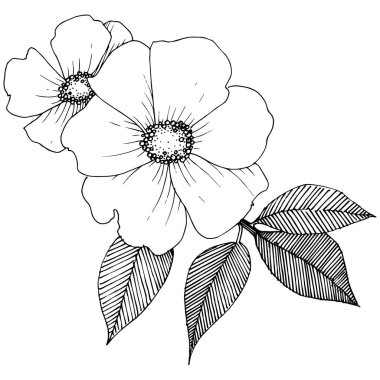 Yabani gül izole bir vektör tarzı. Bitki tam adı: gül. Arka plan, doku, sarıcı desen, çerçeve veya kenarlık için vektör çiçek.