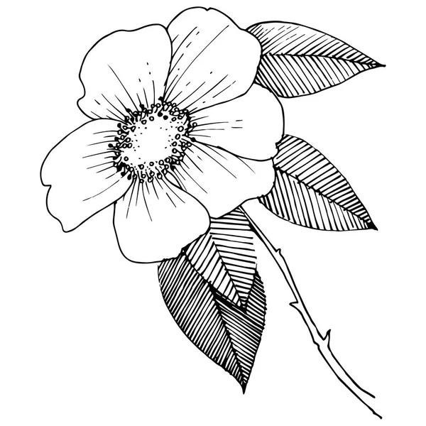 Rosa Silvestre Estilo Vectorial Aislado Nombre Completo Planta Rosa Flor — Vector de stock