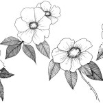 Rosa silvestre en un estilo vectorial aislado . vector, gráfico