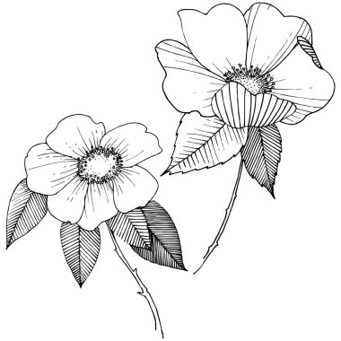 Yabani gül izole bir vektör tarzı.