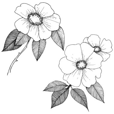 Yabani gül izole bir vektör tarzı.