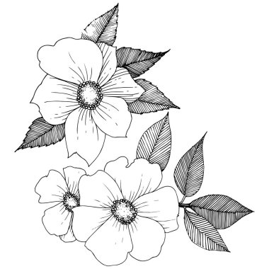 Yabani gül izole bir vektör tarzı.