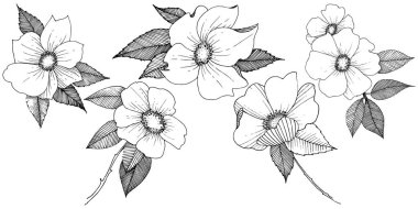 Yabani gül izole bir vektör tarzı.