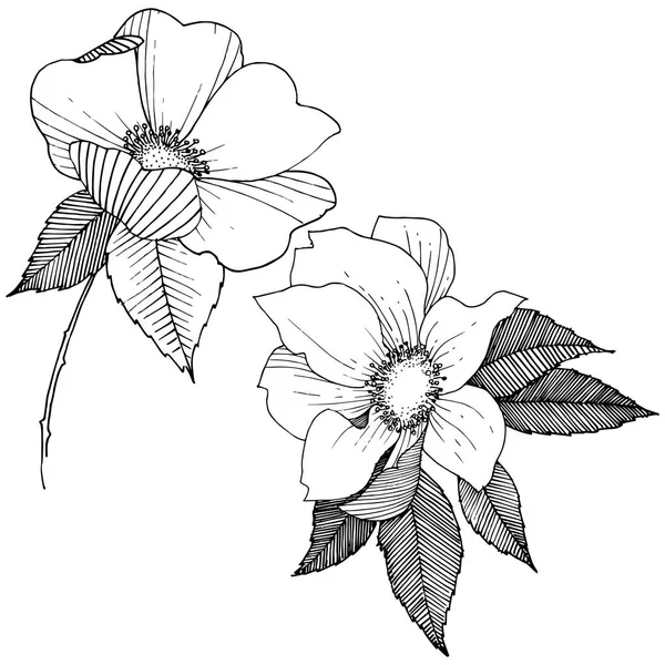 Rosa Silvestre Estilo Vectorial Aislado Nombre Completo Planta Rosa Flor — Archivo Imágenes Vectoriales