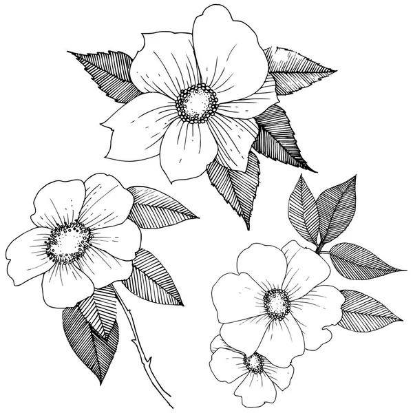 Rosa silvestre en un estilo vectorial aislado . — Archivo Imágenes Vectoriales