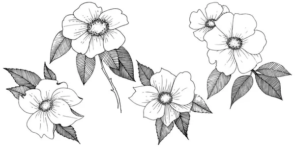 Rosa silvestre en un estilo vectorial aislado . — Archivo Imágenes Vectoriales