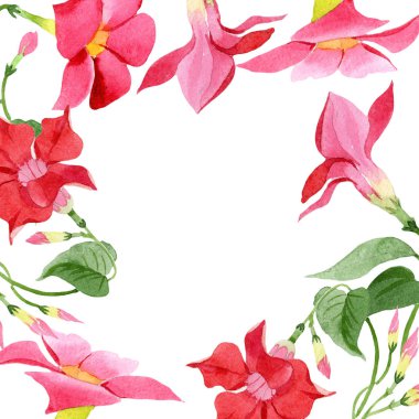 Suluboya kırmızı dipladies çiçek. Botanik çiçek. Çerçeve kenarlığı süsleme Meydanı.