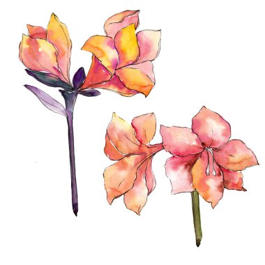 Sulu boya turuncu amaryllis çiçek. Botanik çiçek. İzole illüstrasyon öğesi.