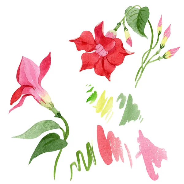 Ακουαρέλα dipladies κόκκινο λουλούδι. Floral βοτανικό λουλούδι. Απομονωμένη εικονογράφηση στοιχείο. — Φωτογραφία Αρχείου