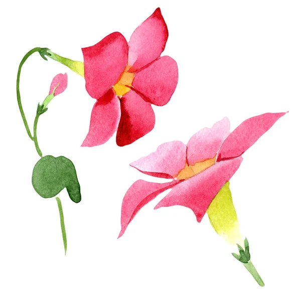 Akvarell röd dipladies blomma. Blommig botaniska blomma. Isolerade illustration element. — Stockfoto