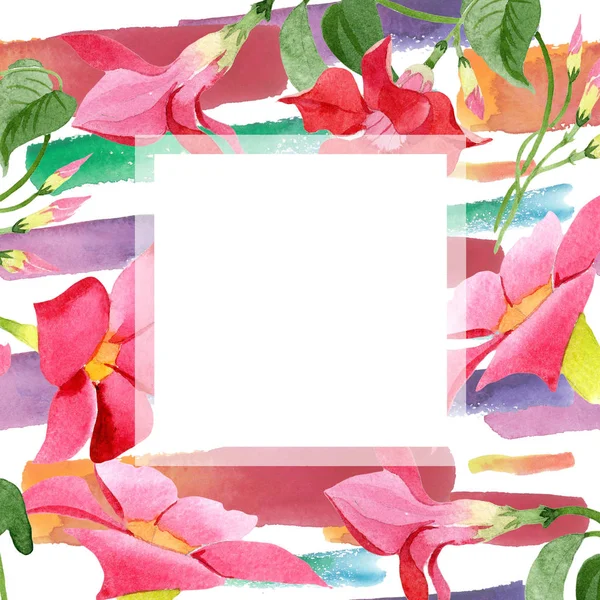 Aquarel rode dipladies bloem. Floral botanische bloem. Frame grens ornament vierkant. — Stockfoto