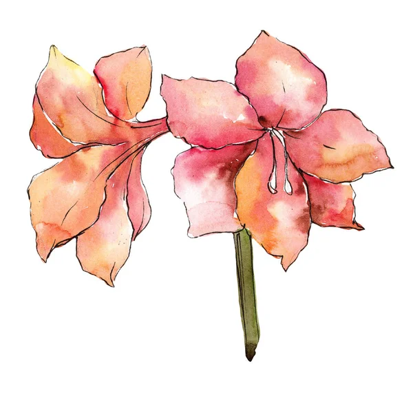 Watercolor orange amaryllis flower. Floral botanical flower. Isolated illustration element. — Stock Photo, Image