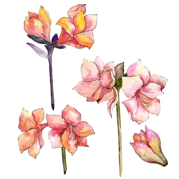 Watercolor orange amaryllis flower. Floral botanical flower. Isolated illustration element. — Stock Photo, Image