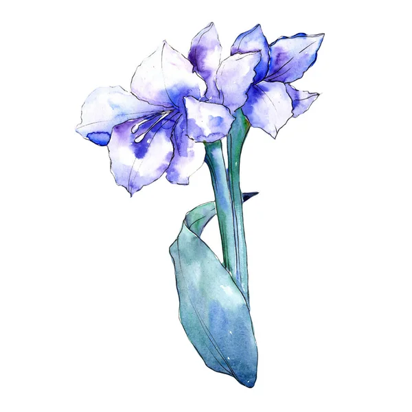 Aquarelle bleu amaryllis fleur. Fleur botanique florale. Élément d'illustration isolé . — Photo