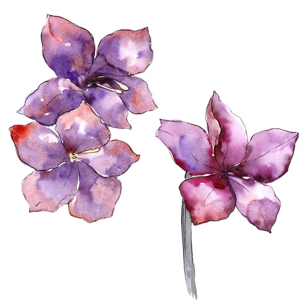 Aquarelle violet amaryllis fleur. Fleur botanique florale. Élément d'illustration isolé . — Photo