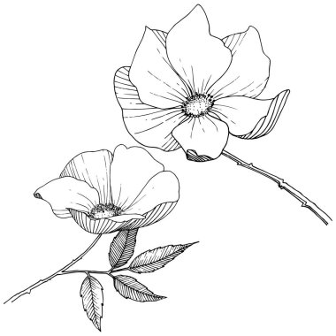 Yabani gül izole bir vektör tarzı. Bitki tam adı: gül. Arka plan, doku, sarıcı desen, çerçeve veya kenarlık için vektör çiçek.