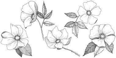 Yabani gül izole bir vektör tarzı.