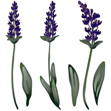 İzole bir vektör tarzda lavanta çiçeği.
