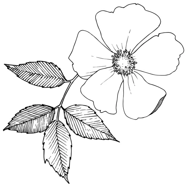 Rosa silvestre en un estilo vectorial aislado . — Vector de stock