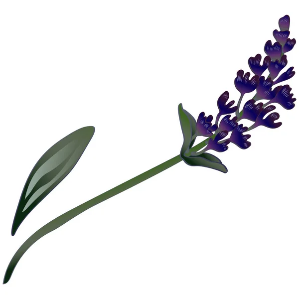 Lavendel bloem in een vector stijl geïsoleerd. — Stockvector