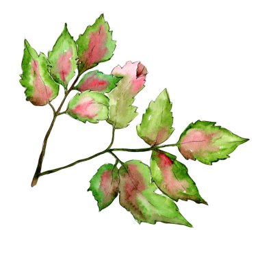 Akçaağaç renkli yaprakları. Yaprak bitki botanik bahçe çiçek yaprakları. İzole illüstrasyon öğesi.