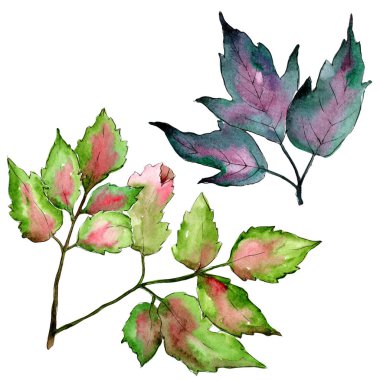 Akçaağaç renkli yaprakları. Yaprak bitki botanik bahçe çiçek yaprakları. İzole illüstrasyon öğesi.