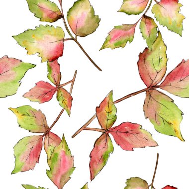 Akçaağaç renkli yaprakları. Yaprak bitki botanik bahçe çiçek yaprakları. Sorunsuz arka plan deseni.