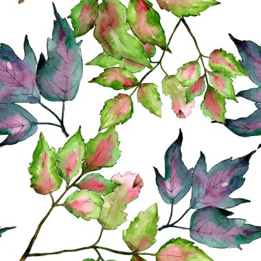 Akçaağaç renkli yaprakları. Yaprak bitki botanik bahçe çiçek yaprakları. Sorunsuz arka plan deseni.