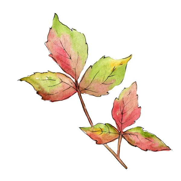 Färgglada lönnlöv. Leaf växt botaniska trädgård blommig bladverk. Isolerade illustration element. — Stockfoto