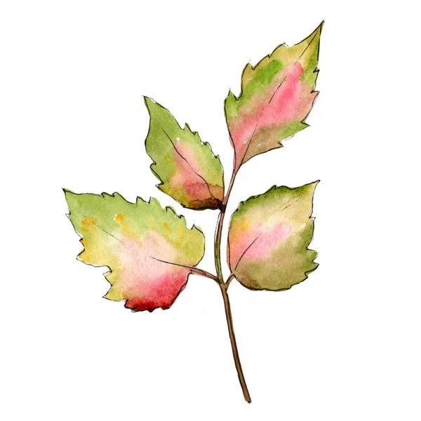 Maple folhas coloridas. Folha planta botânica jardim folhagem floral. Elemento ilustrativo isolado . — Fotografia de Stock