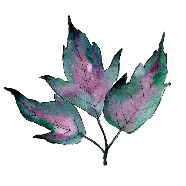 Feuilles d'érable colorées. Feuillage floral de jardin botanique de plante de feuille. Élément d'illustration isolé . — Photo