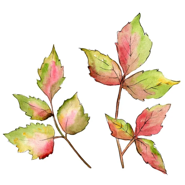 Barevné listí javoru. Listy rostlin Botanická zahrada květinové listy. Izolované ilustrace prvek. — Stock fotografie