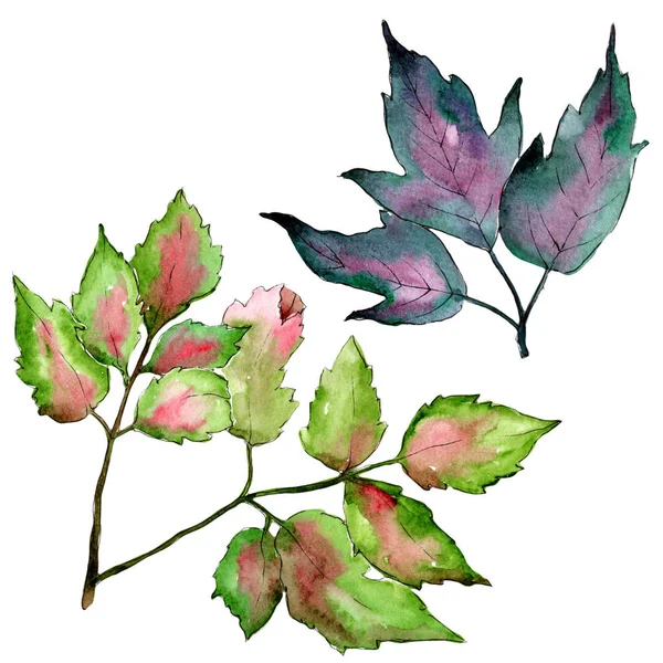 Akçaağaç renkli yaprakları. Yaprak bitki botanik bahçe çiçek yaprakları. İzole illüstrasyon öğesi.
