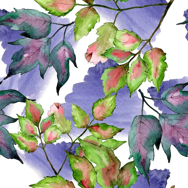 Akçaağaç renkli yaprakları. Yaprak bitki botanik bahçe çiçek yaprakları. Sorunsuz arka plan deseni.