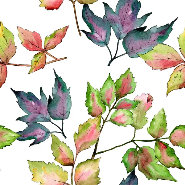 Πολύχρωμα φύλλα σφενδάμου. Φύλλο φυτού Βοτανικός Κήπος floral φύλλωμα. Απρόσκοπτη υπόβαθρο μοτίβο. — Φωτογραφία Αρχείου